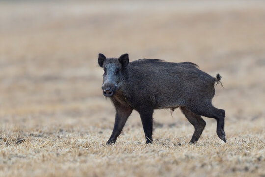 Wildboar Sus scrofa in open field in Central France