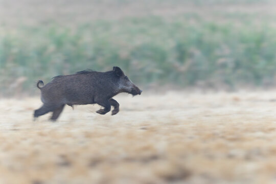 Wildboar Sus scrofa in open field in Central France