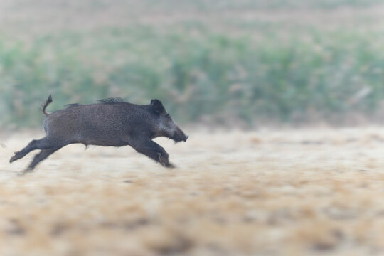 Wildboar Sus scrofa in open field in Central France