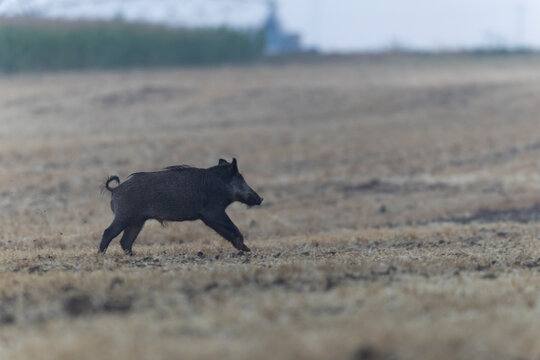 Wildboar Sus scrofa in open field in Central France