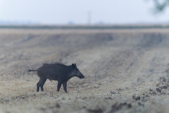 Wildboar Sus scrofa in open field in Central France