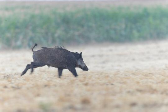 Wildboar Sus scrofa in open field in Central France