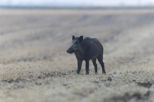 Wildboar Sus scrofa in open field in Central France