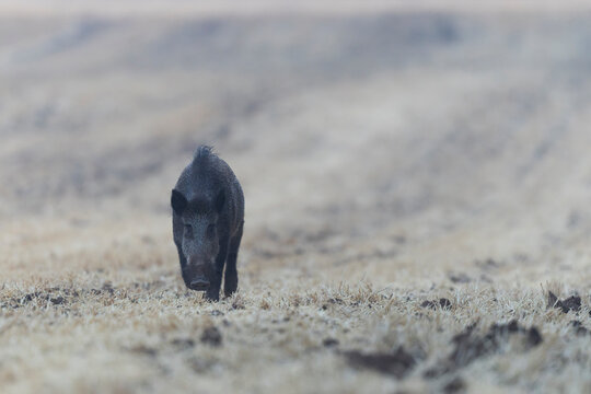 Wildboar Sus scrofa in open field in Central France