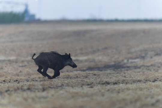 Wildboar Sus scrofa in open field in Central France