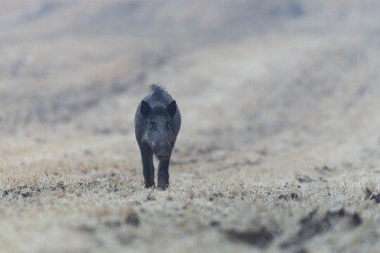 Wildboar Sus scrofa in open field in Central France