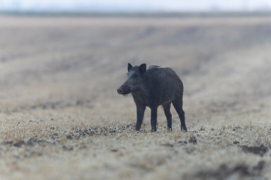 Wildboar Sus scrofa in open field in Central France
