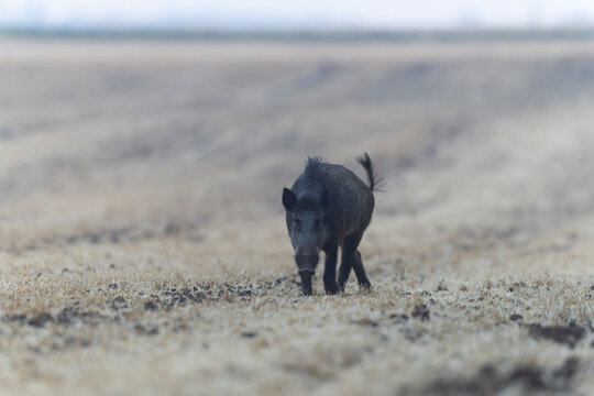 Wildboar Sus scrofa in open field in Central France