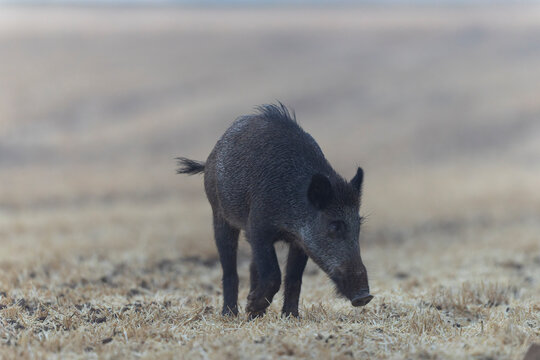 Wildboar Sus scrofa in open field in Central France