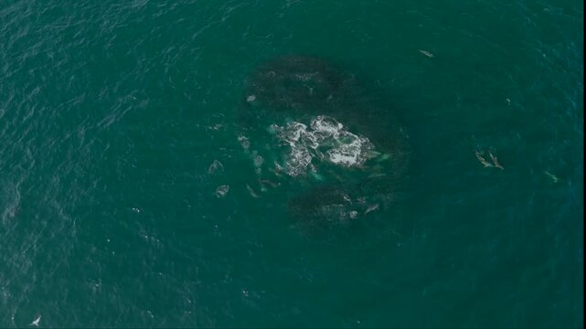 Drone view of common dolphins hunting a sardine baitball with Cape gannets above in South Africa (horizontal)