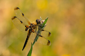 Four-spooted chaser forma praenubia © Roland Gänßler