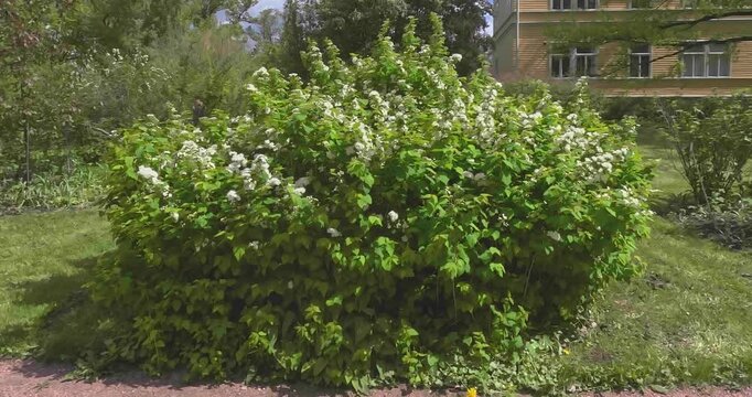 Spiraea chamaedryfolia, commonly known as germander meadowsweet or elm-leaved spirea, belongs to the family Rosaceae, Kaisaniemi, Helsinki, Finland, Europe.