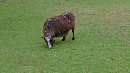 Brown sheep grazing peacefully on a lush green pasture during summer. Natural rural scene featuring a domestic farm animal feeding on fresh grass in the countryside. © Oddette