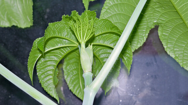 Close-up of young castor bean (Ricinus communis) leaves emerging from the growing tip. Fresh green foliage showing new plant growth during the growing season.