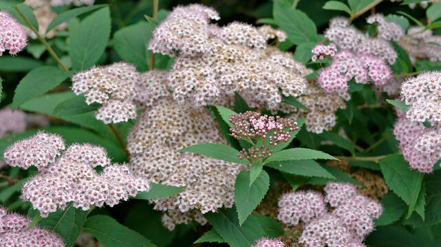 Clusters of delicate pink spirea flowers blooming on a leafy shrub during summer. Close-up of ornamental garden flowers with selective focus and soft natural background.