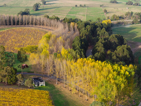 Aerial view of golden poplar trees planted in rows winding around a vineyard of colourful grapevines