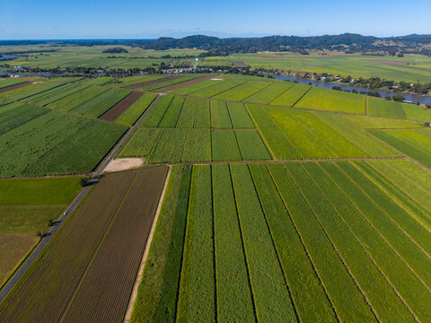 Aerial view of Condong cane farming