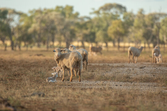 Merino ewes and lambs scattered along cottonseed on the ground