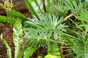 Green tropical foliage background with serrated leaves of exotic plant © Kwangmoozaa