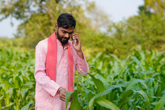 Indian farmer talking on mobile phone at corn agriculture field