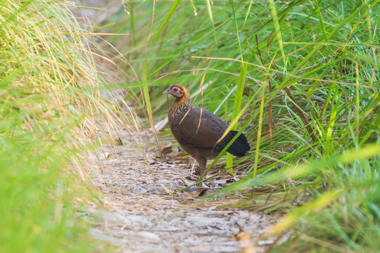 A female Red Junglefowl (Gallus gallus) standing in the middle of a forest trail during a jungle safari. As the wild ancestor of the domestic chicken