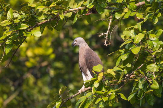 A Gray-headed Fish Eagle (Icthyophaga ichthyaetus) perched patiently on a branch, scanning the water for its next prey. This powerful bird of prey is a skilled hunter, feeding mainly on fish
