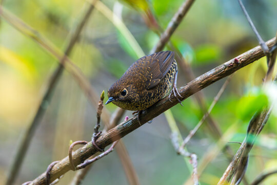 A Scaly-breasted Cupwing (Pnoepyga albiventer) perched in its natural forest habitat. This tiny, elusive bird is recognized by its finely scaled underparts, short tail, and secretive behavior.