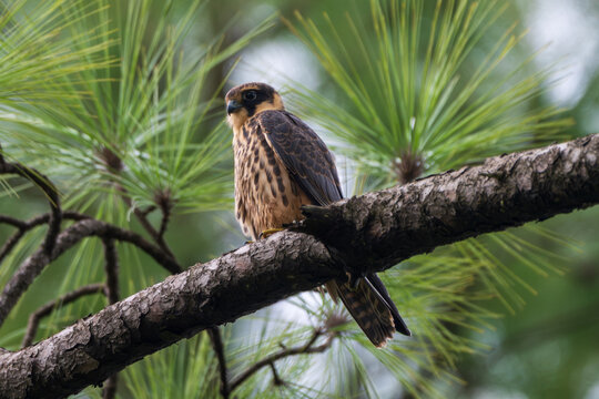 A Eurasian Hobby (Falco subbuteo) perched on a tree branch, scanning its surroundings with keen eyesight. This agile migratory falcon is renowned for its exceptional speed and aerial hunting skills