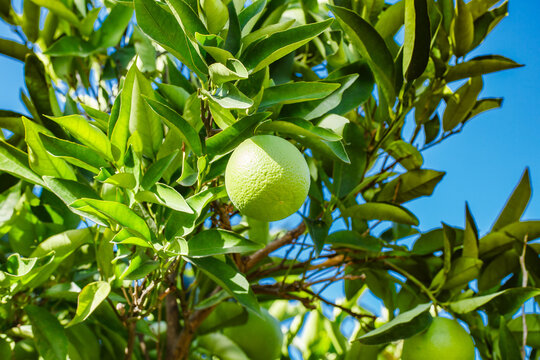 green oranges on the branches among the leaves
