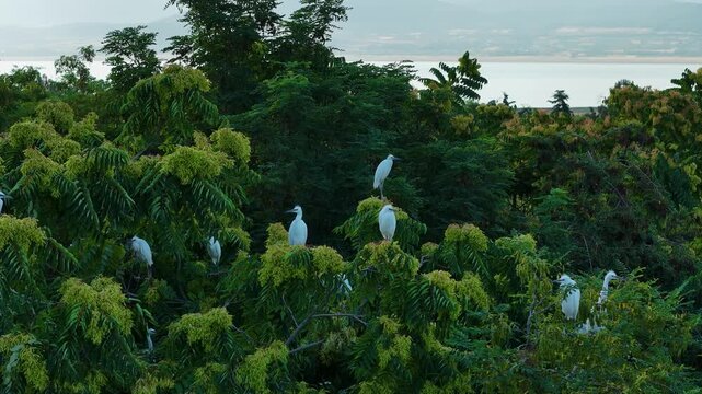 A scene from the wild showing graceful little egrets (Egretta garzetta) resting in groups on the lush green treetops along the lake shore.
