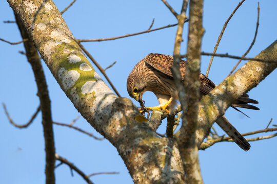 A Eurasian Kestrel (Falco tinnunculus) capturing and feeding on a frog in its natural habitat. This agile falcon is a versatile predator that hunts small mammals, reptiles, amphibians, and insects