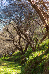 Fototapeta premium Vertical Pine Nature forest green tree magic sunlight beam light in woodland. Beautiful rays of sunlight in tranquil green forest. Sumbeam ray light outdoors park. Vertical Natural Blurred background