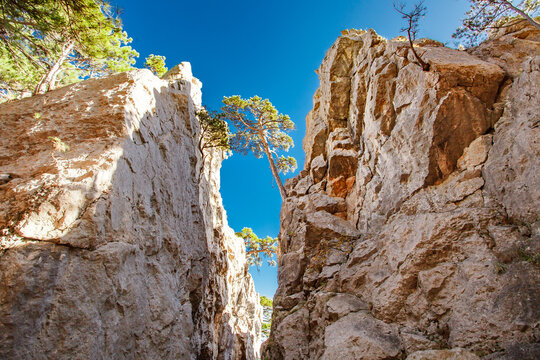 rock fault and growing pines