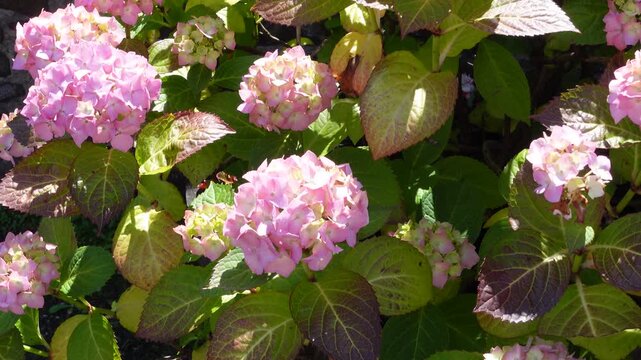 Blooming pink mophead hydrangea flowers with lush green foliage in a garden
