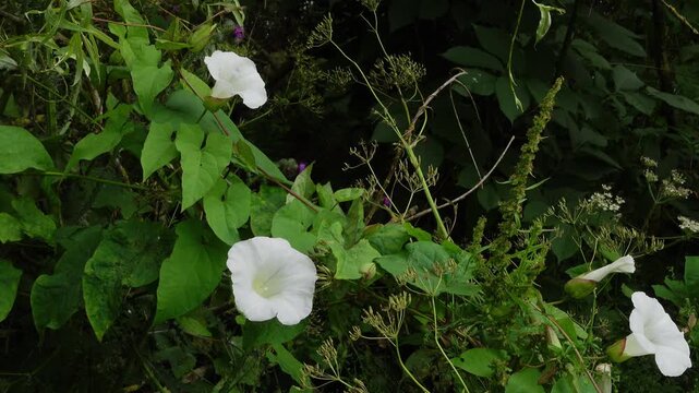 Blooming white hedge bindweed flowers growing wild among green foliage