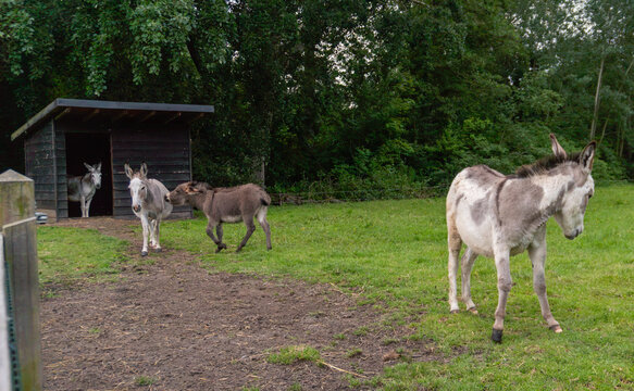 Four domestic donkeys, Equus africanus asinus, stand and walk across a grassy enclosure beside a simple wooden field shelter. The rural animal scene represents livestock care, farm life, grazing, anim