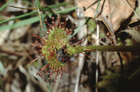 Drosera rotundifolia or round-leaved sundew closupe of a leaf with a fly