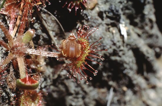 Drosera rotundifolia or round-leaved sundew closupe of a leave with a bug