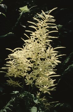 Closeup of  Aruncus sylvestris  or  Goat's Beard or Bride's Feathers