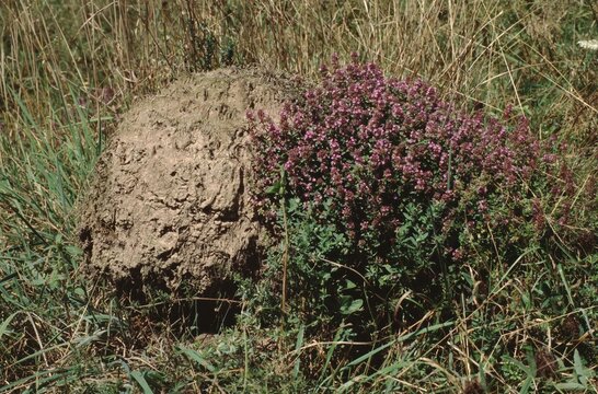 Hummocky meadow in Spessart, Germany with broad-leaved thyme  (Thymus pulegioides )