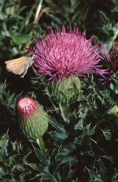 Cirsium acaule Stengellose ordwarf thistle or stemless thistle