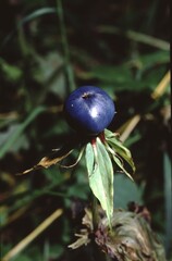 Paris quadrifolia or Herb Paris. or Four-leaved Oneberry grown berry © love2explore