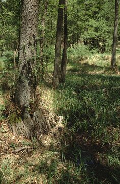 Alder tree in forest in Germany
