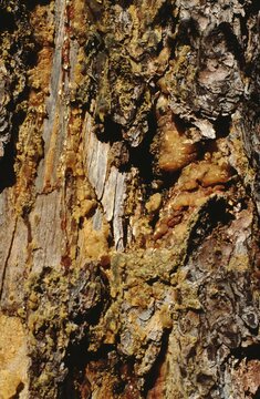 Close-up of a spruce tree (Picea spp.) bark exuding resin