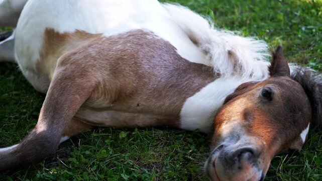 A pinto pony rests peacefully in a sunny meadow, lying on its side. This tranquil scene captures the essence of natural beauty and serene relaxation in an idyllic countryside setting.