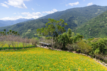 Obraz premium Panoramic view of daylily fields in Taitung