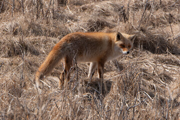 Fototapeta premium Renard roux;