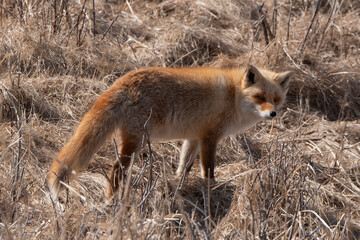 Fototapeta premium Renard roux;