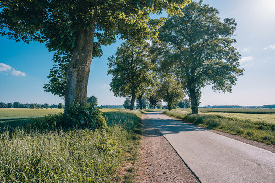Allee mit Radweg und alten B&auml;umen in Oberschwaben bei Laupheim an einem sonnigen Sommertag