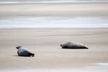 Phoque gris, © JAG IMAGES